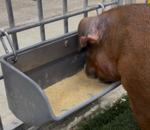 Lifetime Warranty Pig Feeder